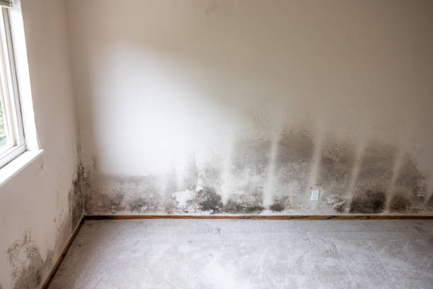 Redland, TX Mold Removal Company